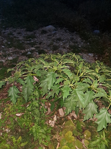 jimsonweed