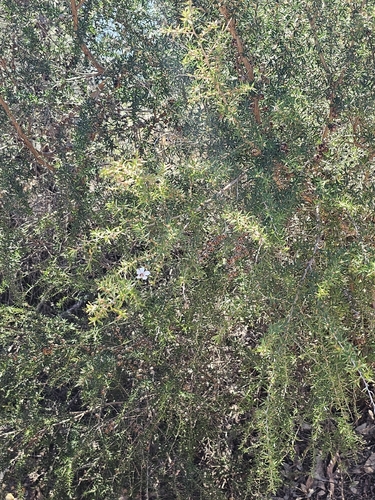 Leptospermum continentale, photograph 3