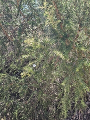 Leptospermum continentale, photograph (c) Michael McBain, some rights reserved (CC BY)