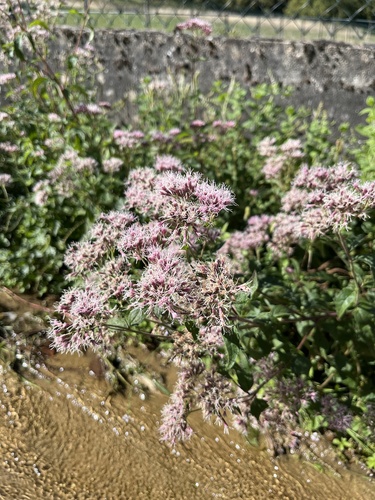hemp agrimony