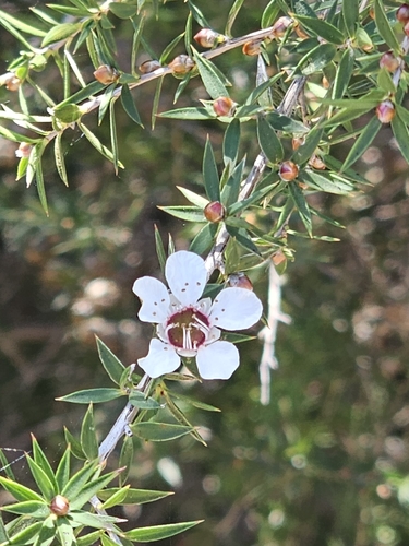 Leptospermum continentale, photograph 4