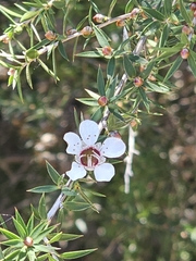 Leptospermum continentale, photograph (c) Michael McBain, some rights reserved (CC BY)