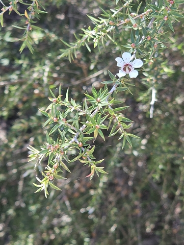 Leptospermum continentale, photograph 5