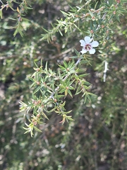 Leptospermum continentale, photograph (c) Michael McBain, some rights reserved (CC BY)