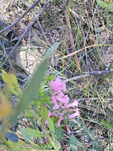 Epacris impressa, photograph 3