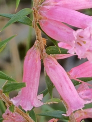 Epacris impressa, photograph (c) Michael McBain, some rights reserved (CC BY)
