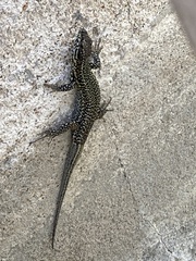 Podarcis muralis