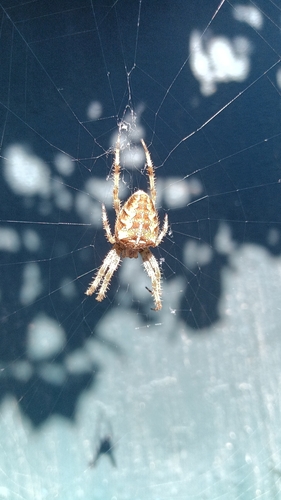 Cross Orbweaver