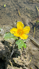 Nymphoides peltata, photograph (c) Sokratis, some rights reserved (CC BY)