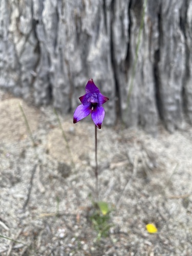 purple enamel orchid