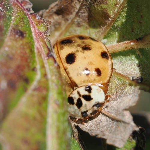 Asian Lady Beetle