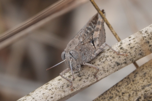 Barbary Grasshopper