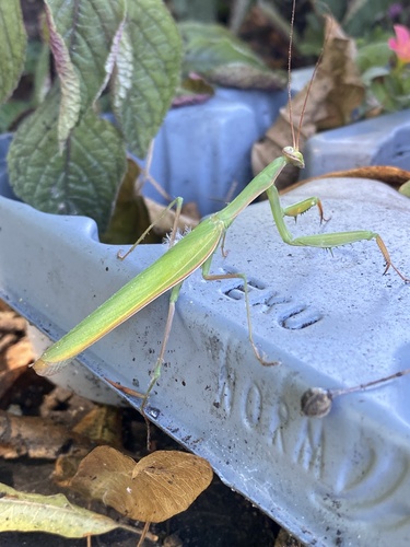 European Mantis