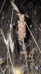 Bellardia trixago