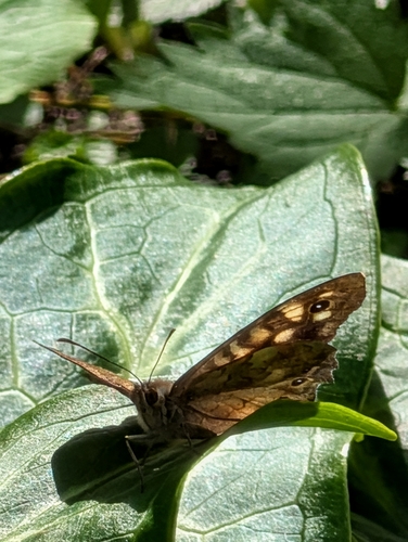 Speckled Wood