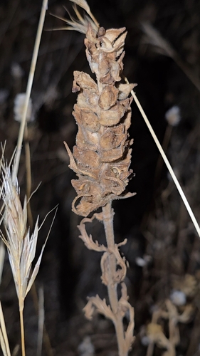 Bellardia trixago, photograph 2