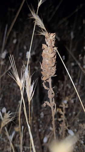 Bellardia trixago, photograph 3