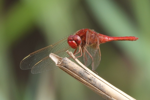 Broad Scarlet
