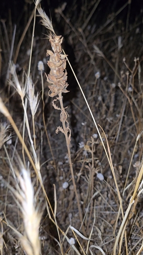 Bellardia trixago, photograph 4