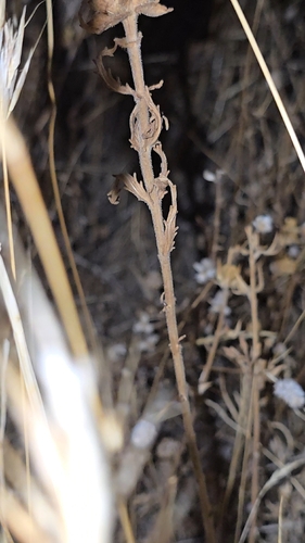 Bellardia trixago, photograph 5