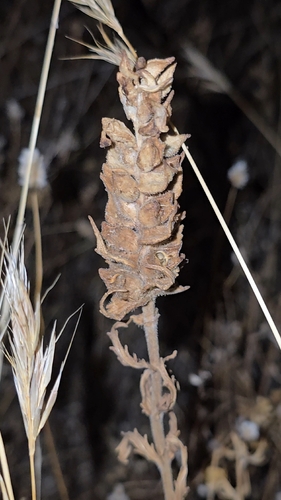 Bellardia trixago, photograph 6