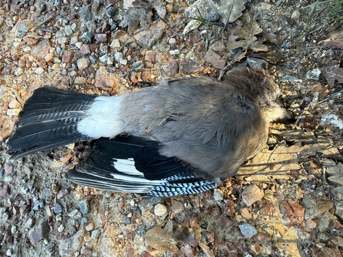 Eurasian Jay