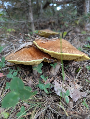 Dotted-stalked Suillus