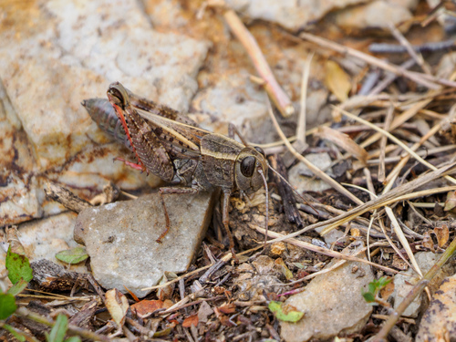 Calliptamus abbreviatus