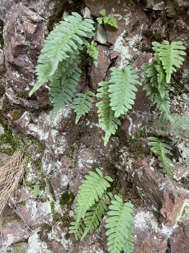 common polypody