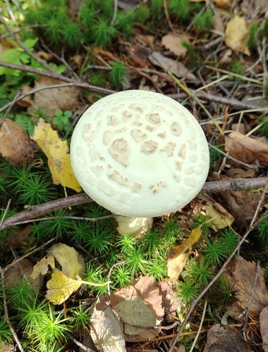 False Death-cap