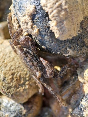 Purple Estuarine Rock Crab