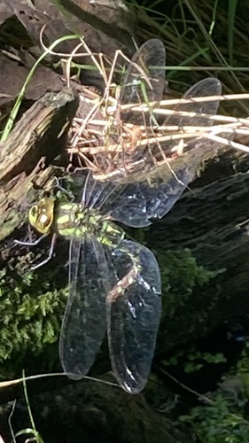 Southern Hawker