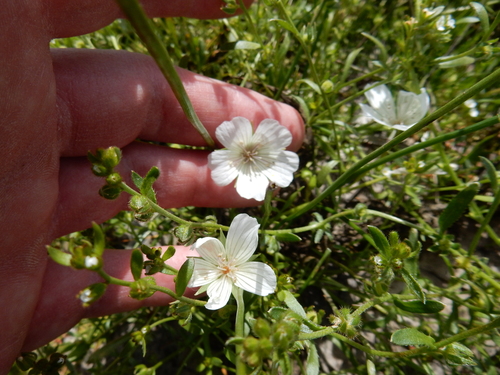 iNaturalist observation photo of Douglas' meadowfoam