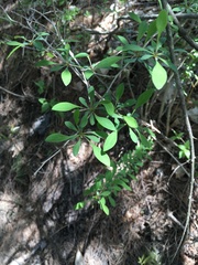 Daphne mezereum