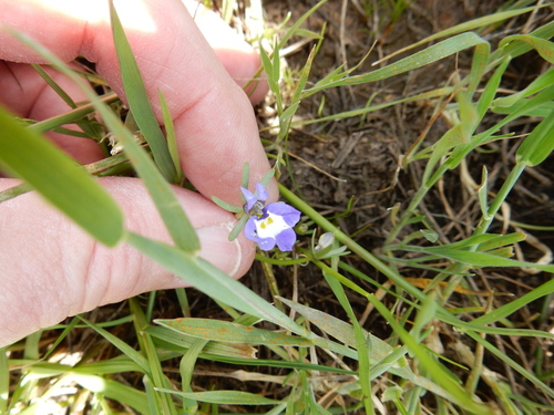 iNaturalist observation photo of Doublehorn Calicoflower