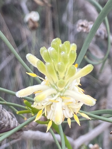 Petrophile incurvata