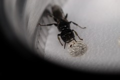 Crossocerus elongatulus