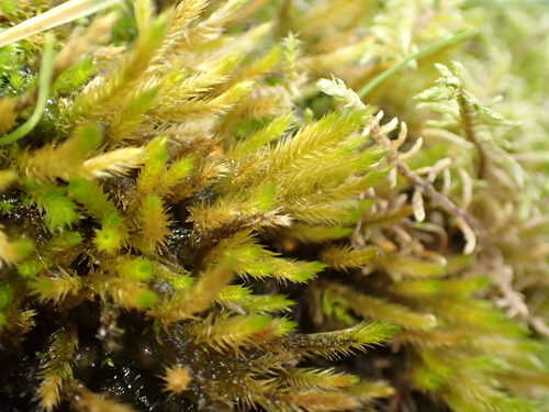 Homalothecium lutescens observed 2026-09-13