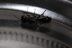 Crossocerus elongatulus