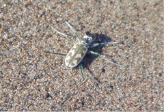 Opilidia macrocnema