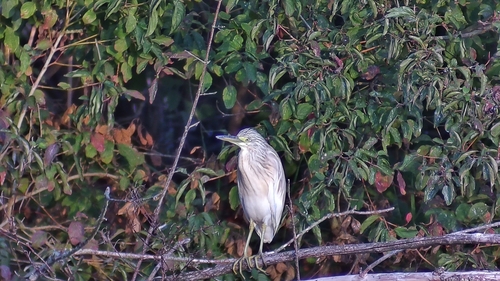Squacco Heron