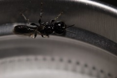 Crossocerus elongatulus