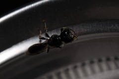 Crossocerus elongatulus