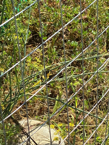 Old World Swallowtail