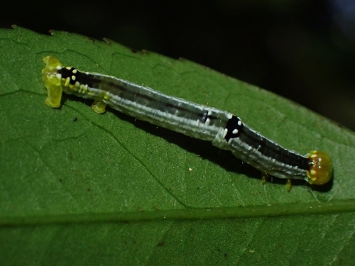 Regent Skipper