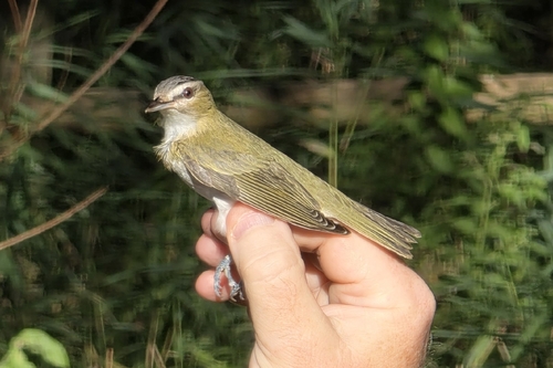 Red-eyed Vireo