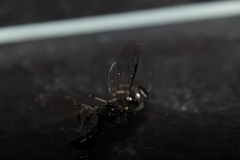 Crossocerus elongatulus