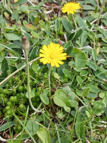 mouse-eared hawkweed