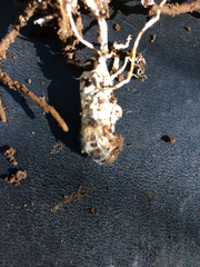 Cordyceps sinclairii