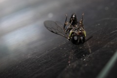 Crossocerus elongatulus